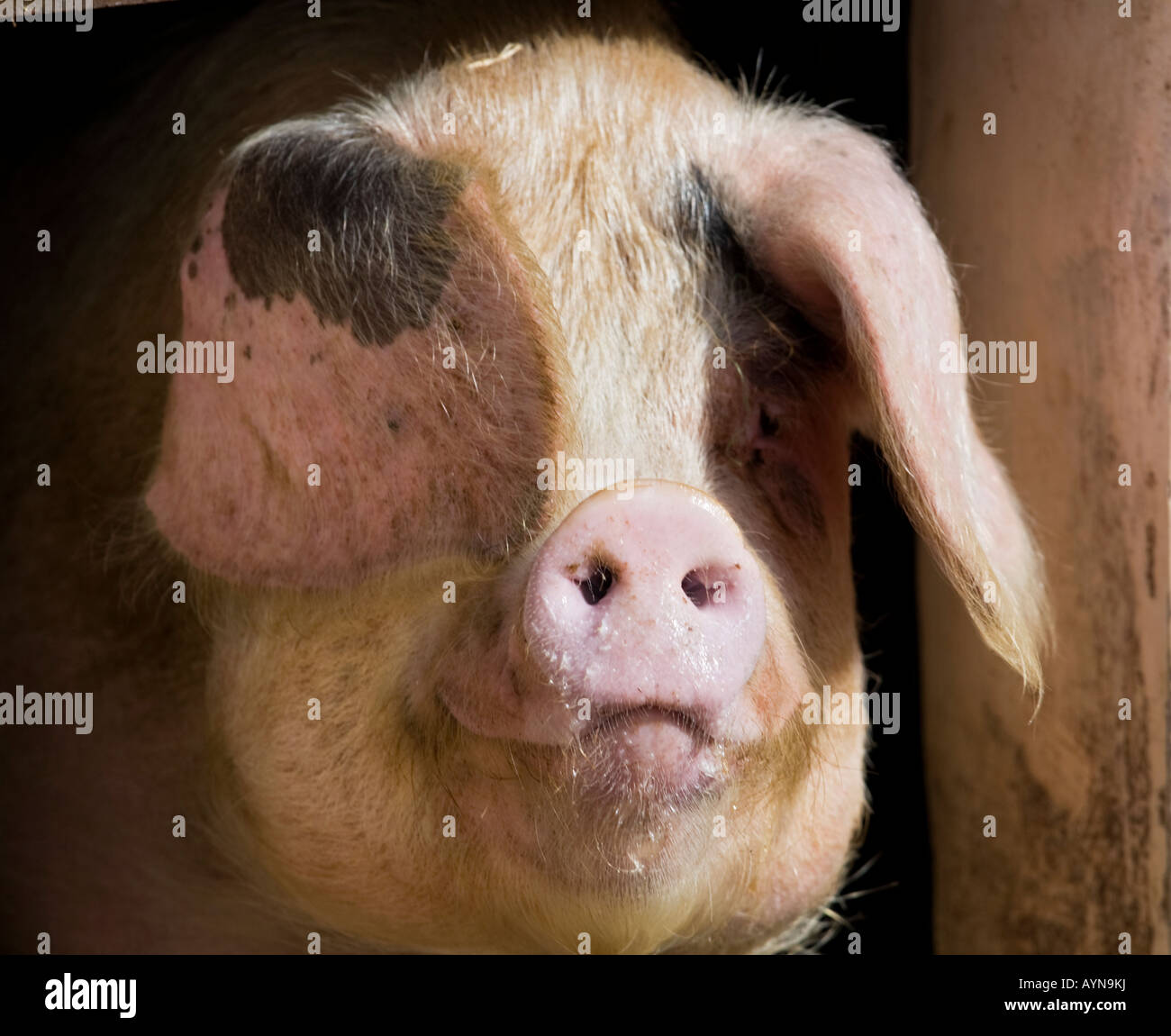 Closeup of gloucester old spot pig,England,UK Stock Photo