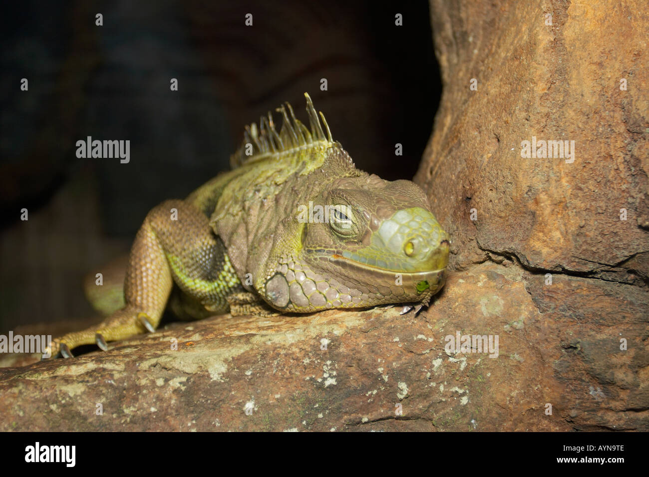iguana lizard reptile big green crawl eyes nails dragon spikes animal  nature wildlife Stock Photo - Alamy