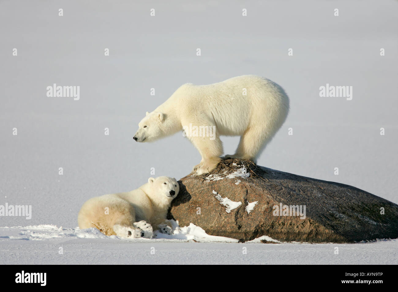 Two polar bears pose by a rock, Churchill, Manitoba, Canada. Stock Photo