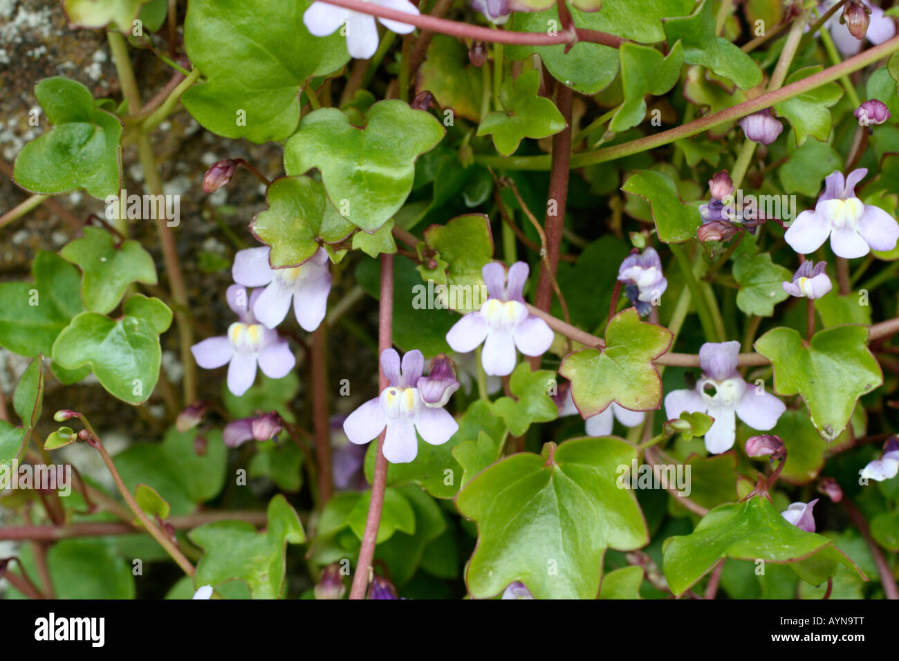 CYMBALARIA MURALIS IVY LEAVED TOADFLAX MID APRIL Stock Photo