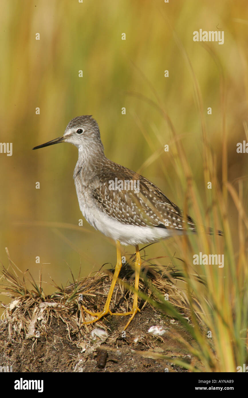 Lesser yellowlegs during fall migration Stock Photo - Alamy