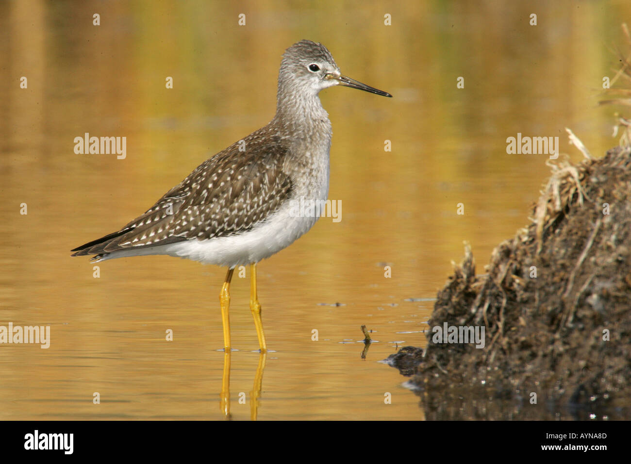 Lesser yellowlegs during fall migration Stock Photo - Alamy