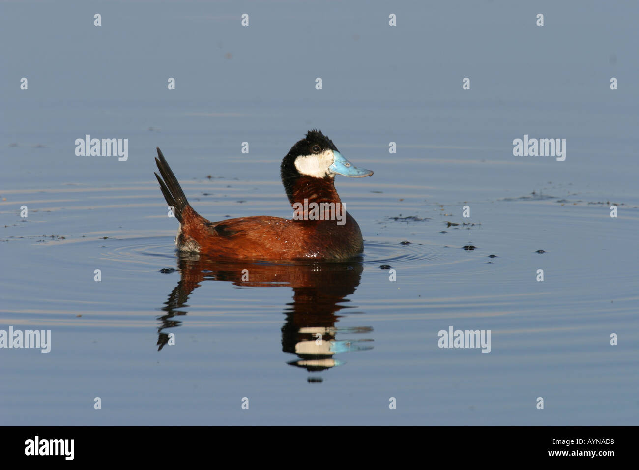 Drake Ruddy Duck Performing the courtship display hi-res stock photography and images ...