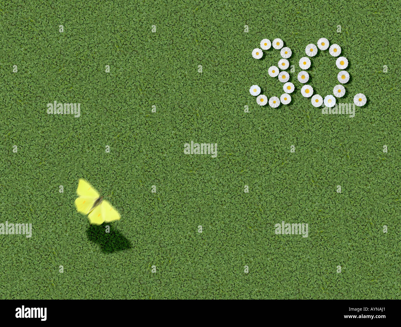 number written with daisies 30th 30 th spelled out prewritten edited Stock Photo