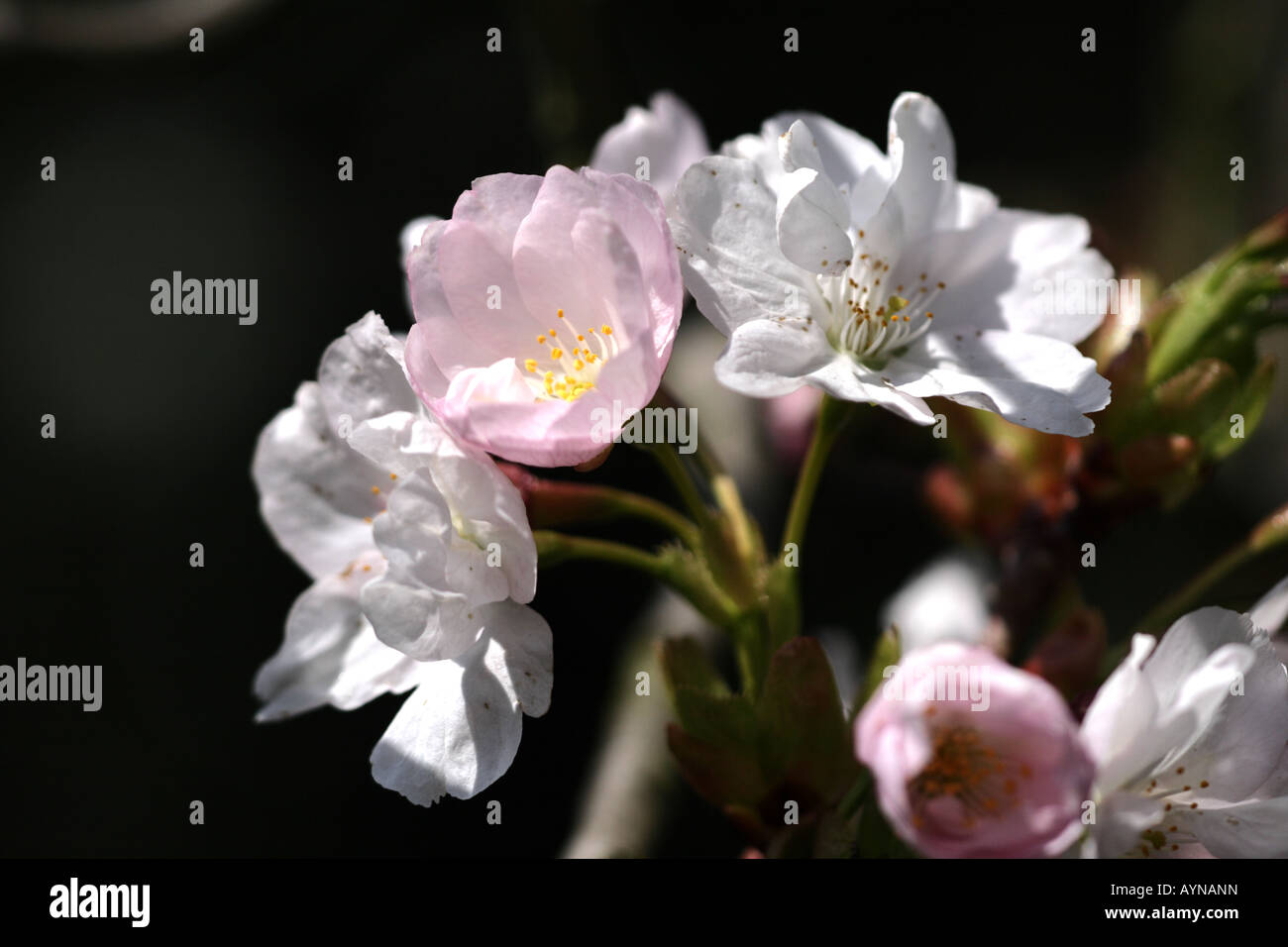 FLOWERING CHERRY (Prunus serrulata syn. Cerasus serrulata) Stock Photo