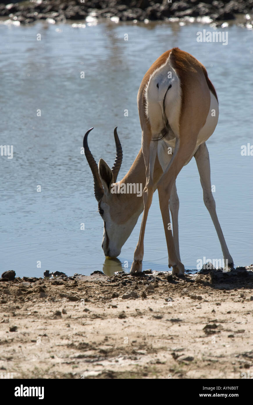 A springbok drinking from a waterhole in the Kalahari semi-desert Stock Photo
