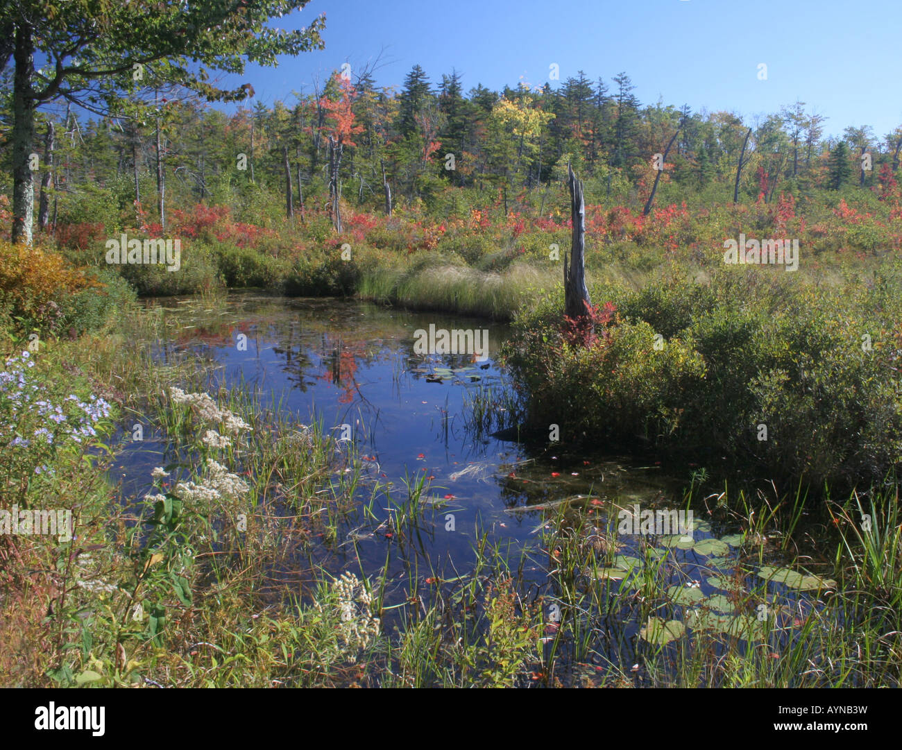 Pond in a New England bog, Hawley, Massachusetts Stock Photo Alamy