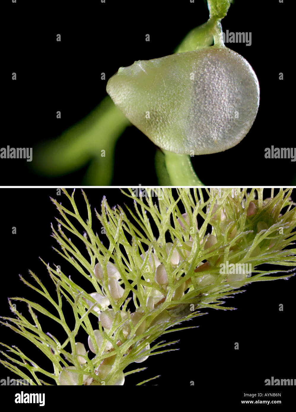 Short length of a bladderwort (Utricularia sp.) stem, with a macro photo of a single bladder. Stock Photo
