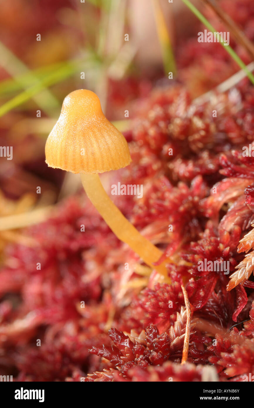 A small orange mushroom (Mycena sp.? Galerina sp.?) among red mosses in a New England bog. Stock Photo