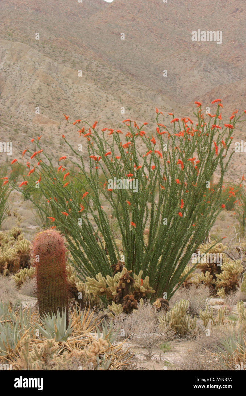 Ocotillo in bloom in the desert of Arizona Stock Photo Alamy