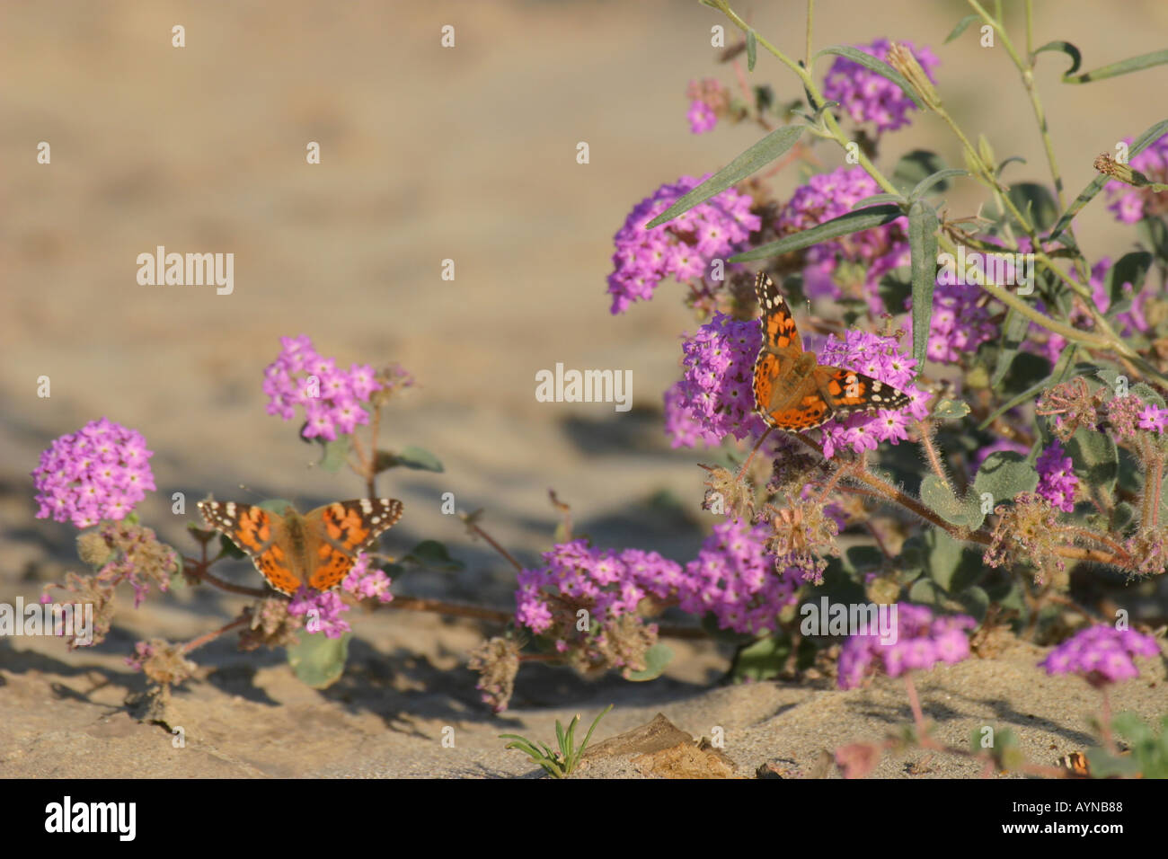 Butterflies on sand verbena blooms Stock Photo Alamy