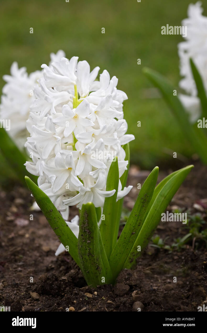 Hyacinth 'Aeilos' Stock Photo