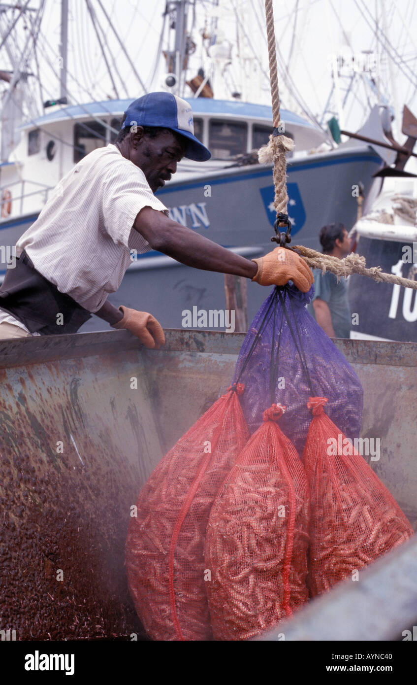 African American crewman offloading bags of fresh corn shrimp from commercial fishing boat in the Gulf of Mexico Stock Photo