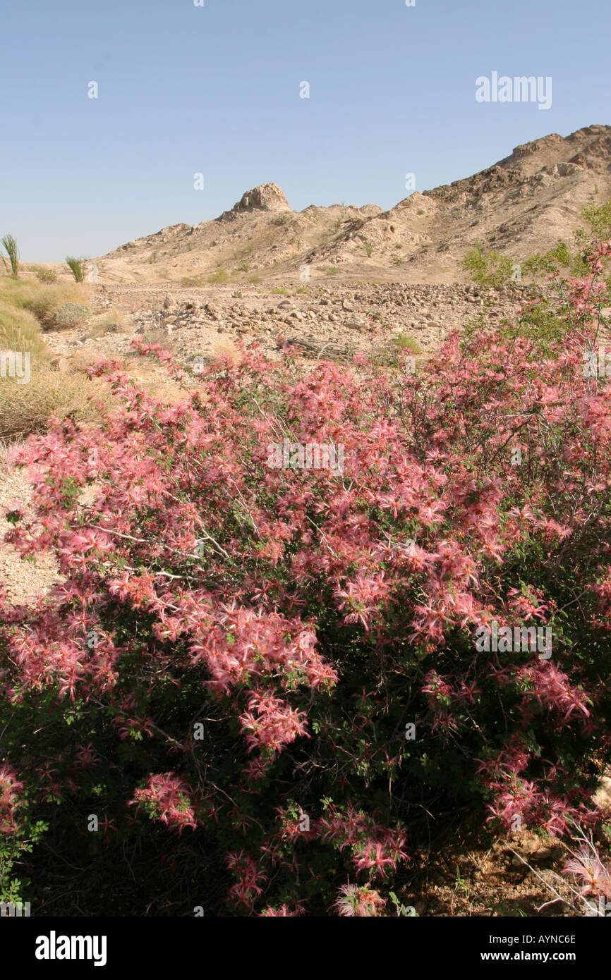 California desert wildflower hi-res stock photography and images - Alamy