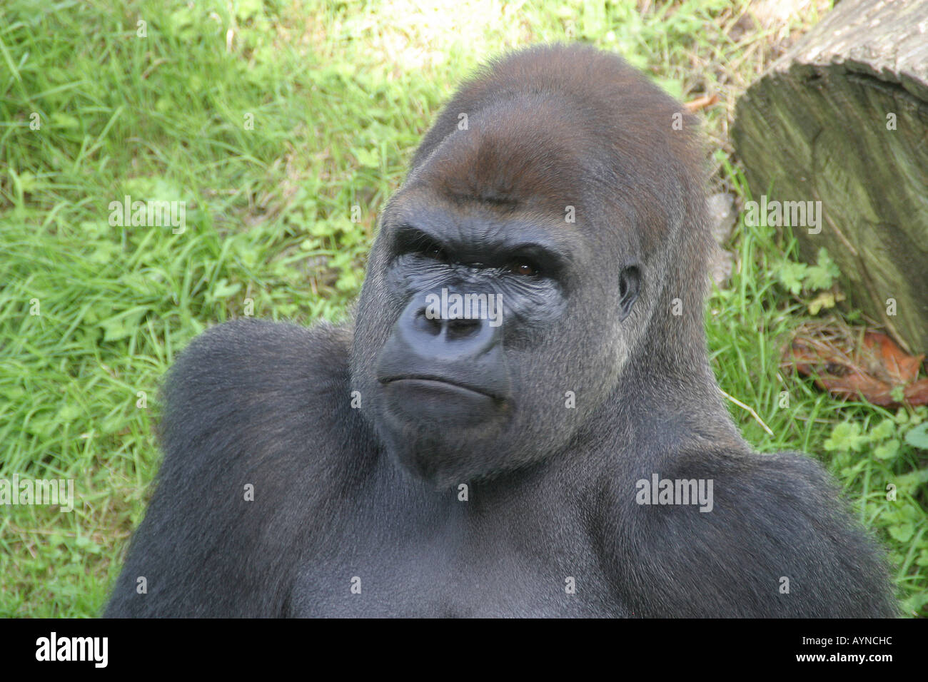 Portrait of a Male Silverback Gorilla Stock Photo - Alamy