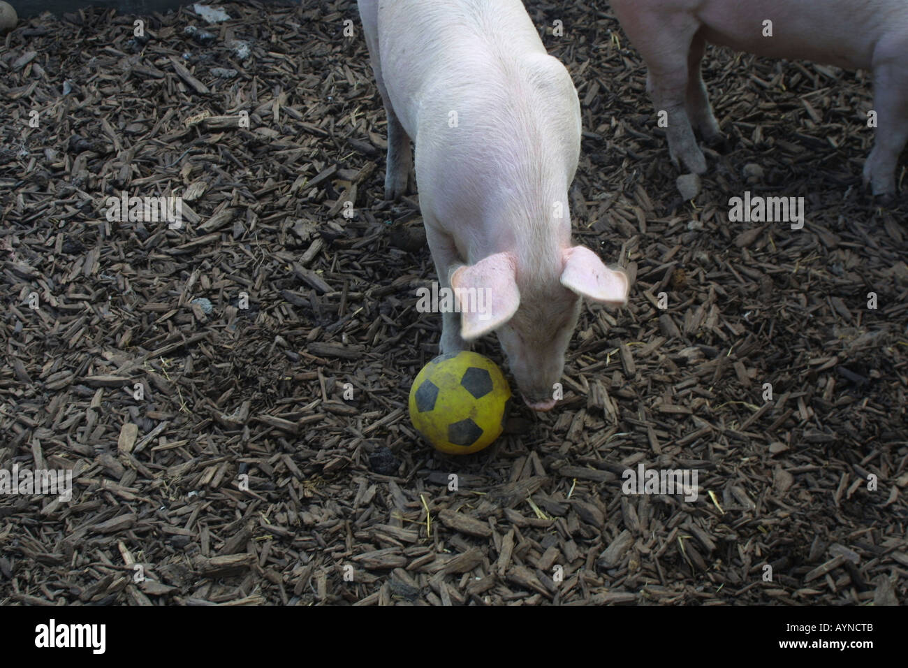 Pig Playing Football Stock Photo