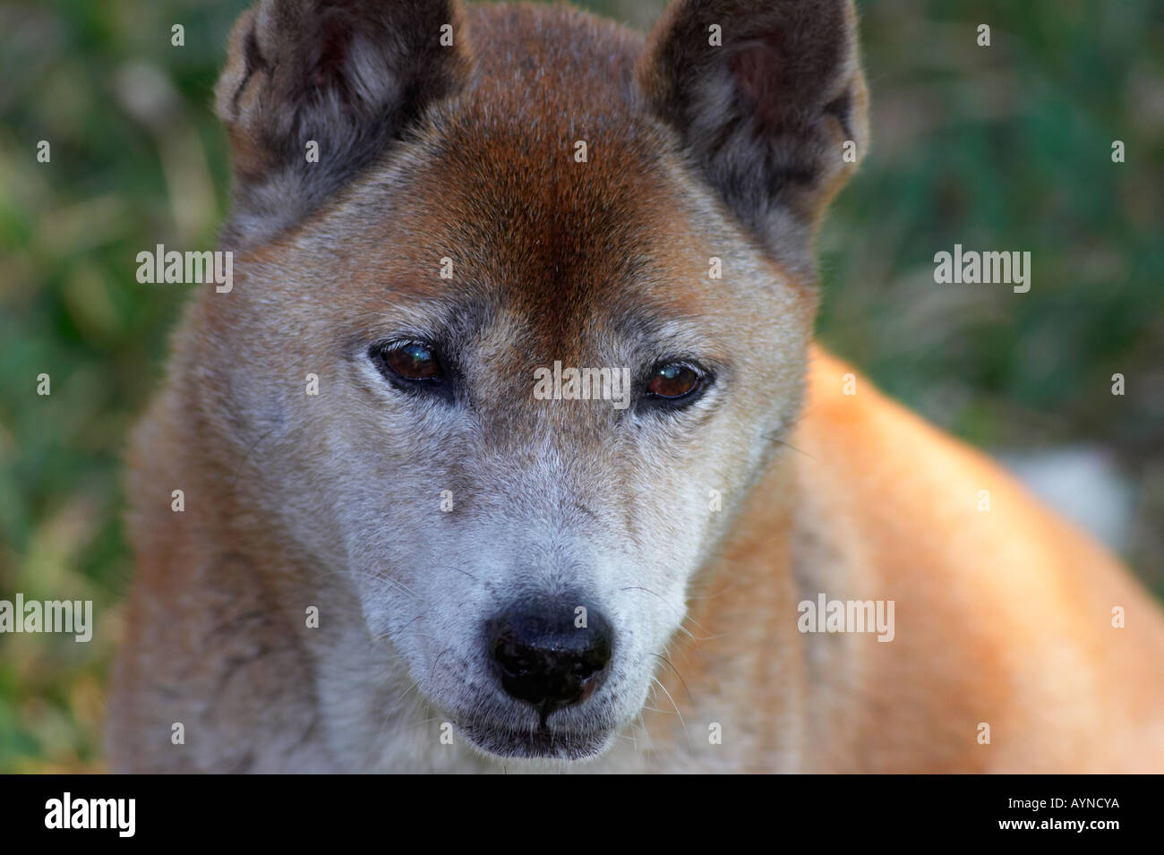 New Guinea Singing Dog dogs portrait close up red color muzzle zoo
