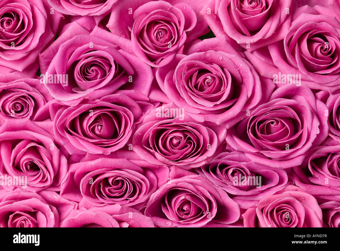 Beautiful pink roses Stock Photo - Alamy