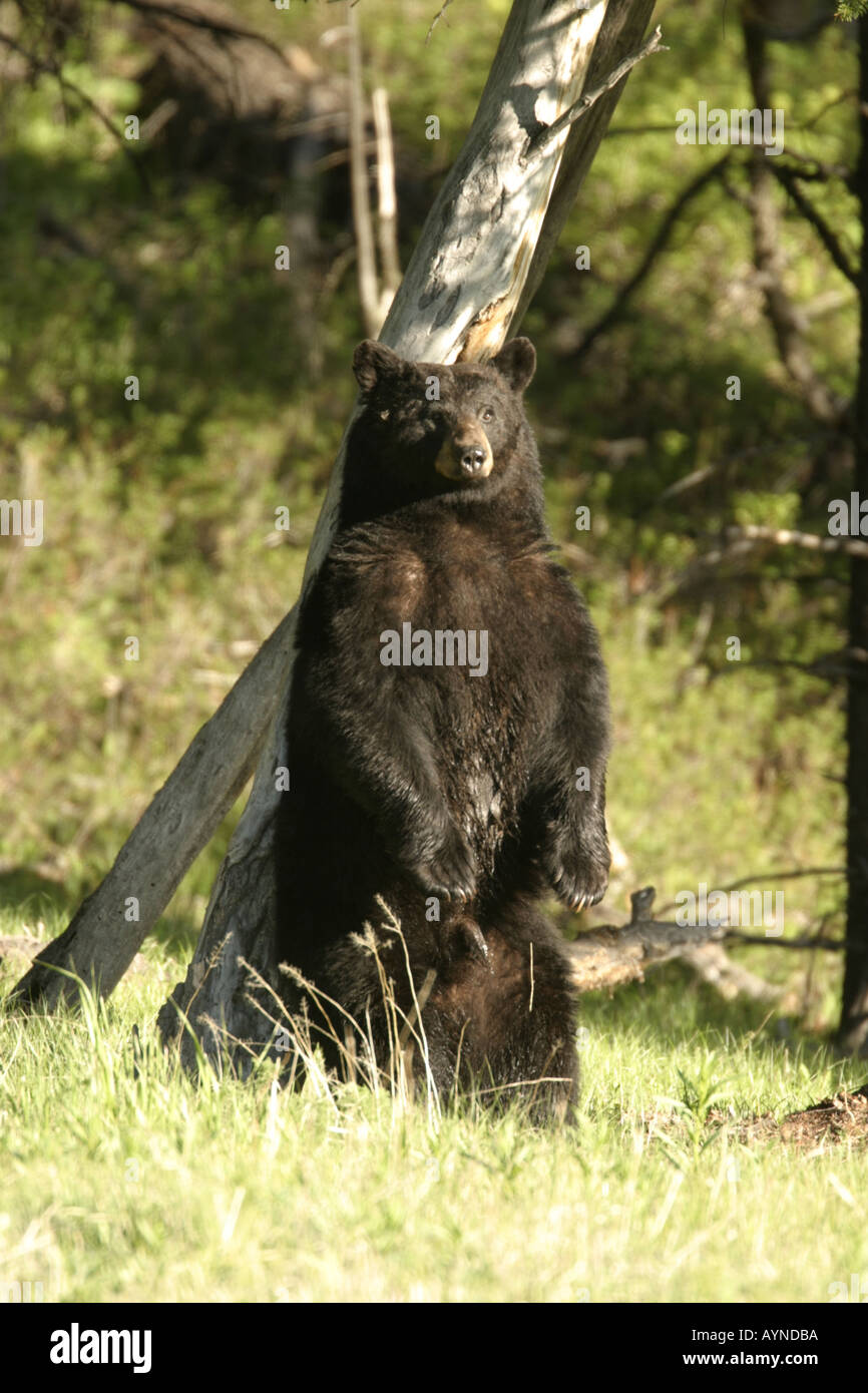 Black bear scratching hires stock photography and images Alamy