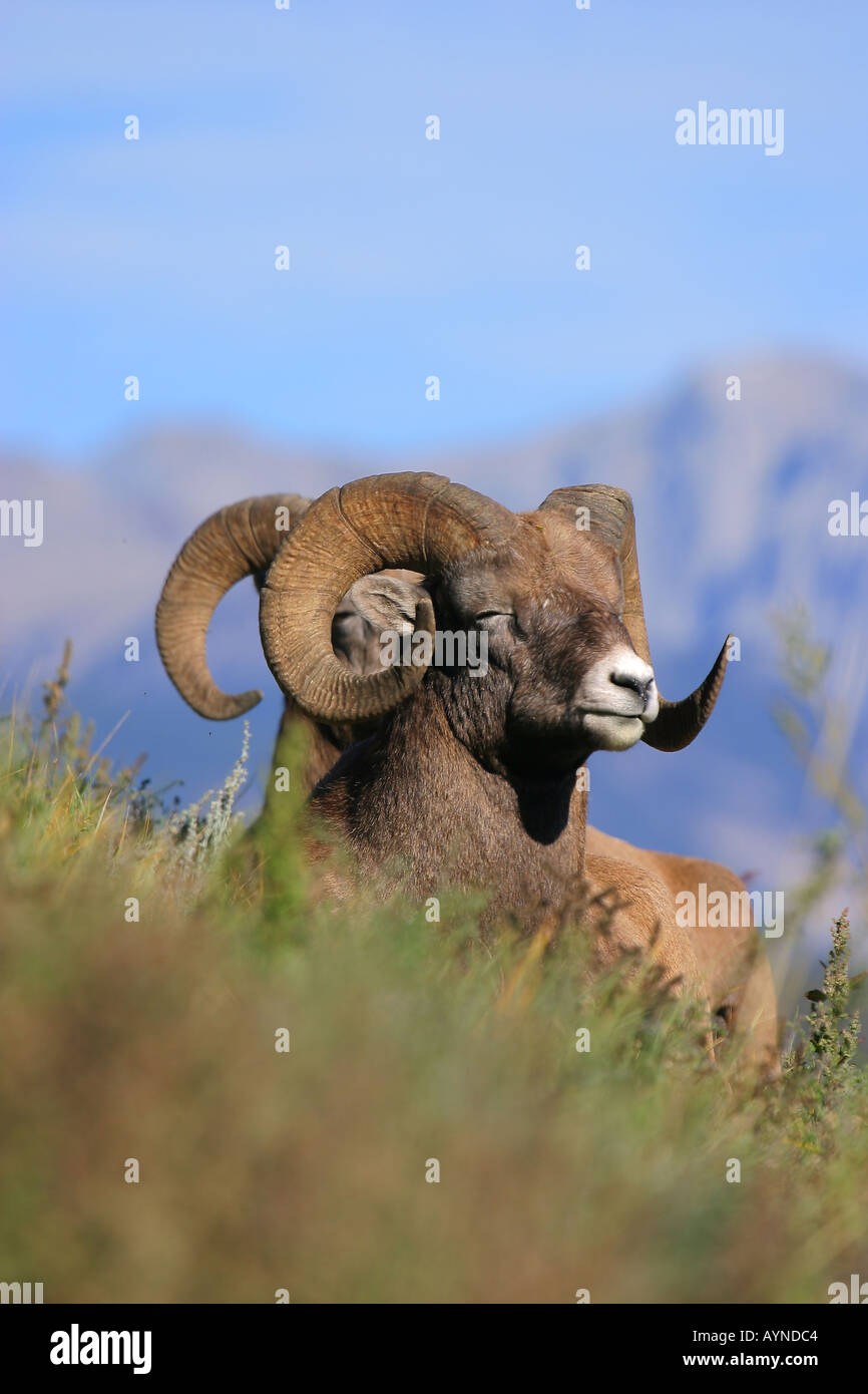 Rocky Mountain Bighorn Sheep Stock Photo - Alamy