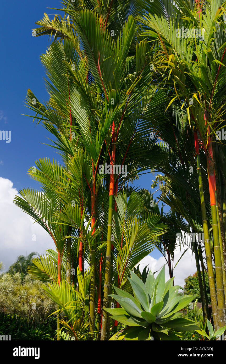 Red stalks of a large Lipstick Palm with Agave in a tropical garden
