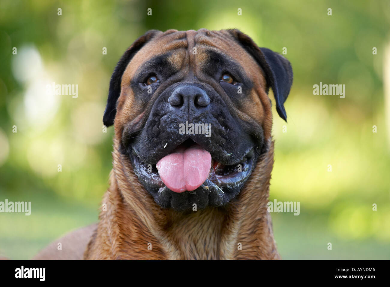 Bullmastiff Portrait Canine Mastiff Dog Big Dogs Red Fawn Close Up