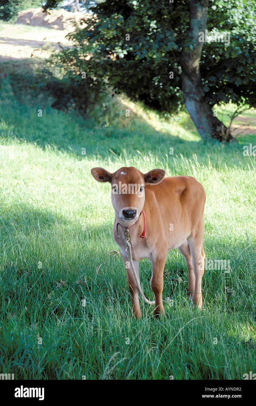 Cute cow calf jersey hires stock photography and images Alamy