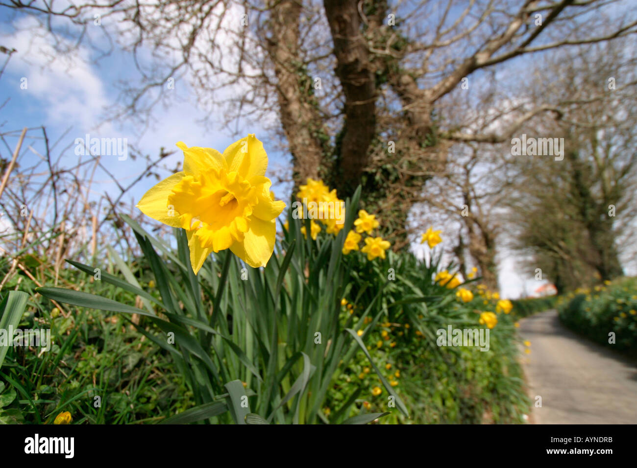 First signs of Spring Stock Photo