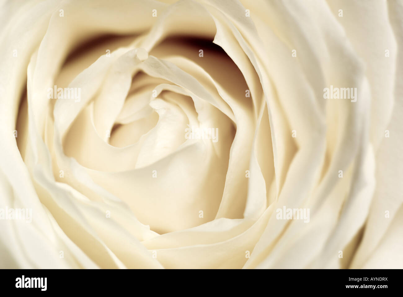 White coloured rose hi-res stock photography and images - Alamy