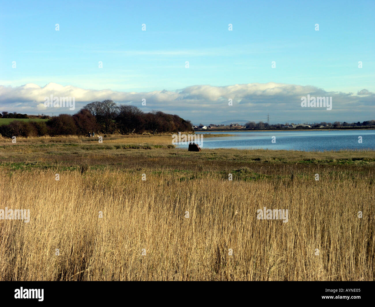 Salt marsh and reed beds along the River Wyre estuary in Lancashire Stock Photo