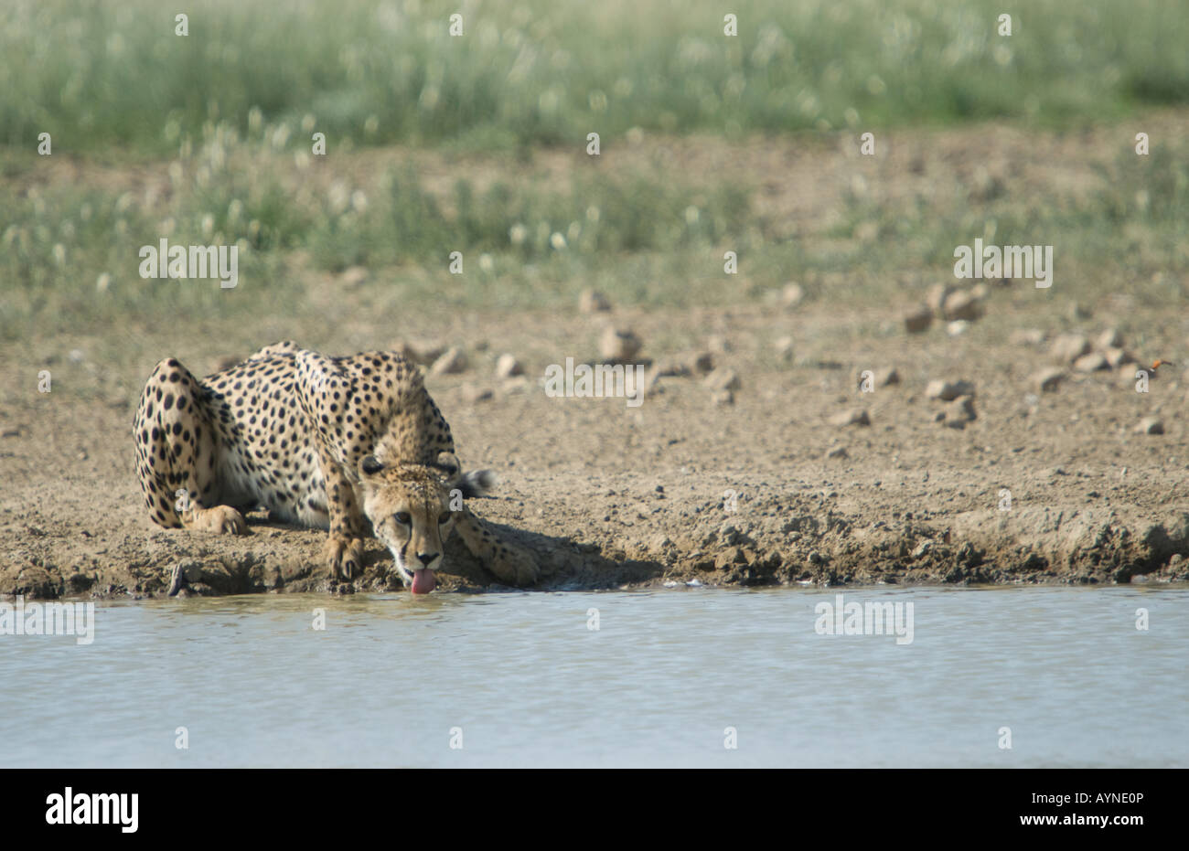 A cheetah drinking at a waterhole in the Kalahari semi desert Stock Photo