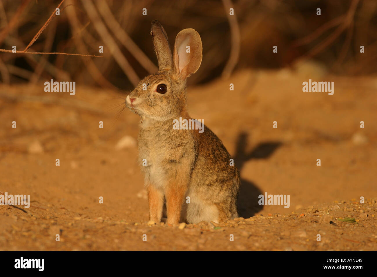 Desert cottontail rabbit Stock Photo Alamy