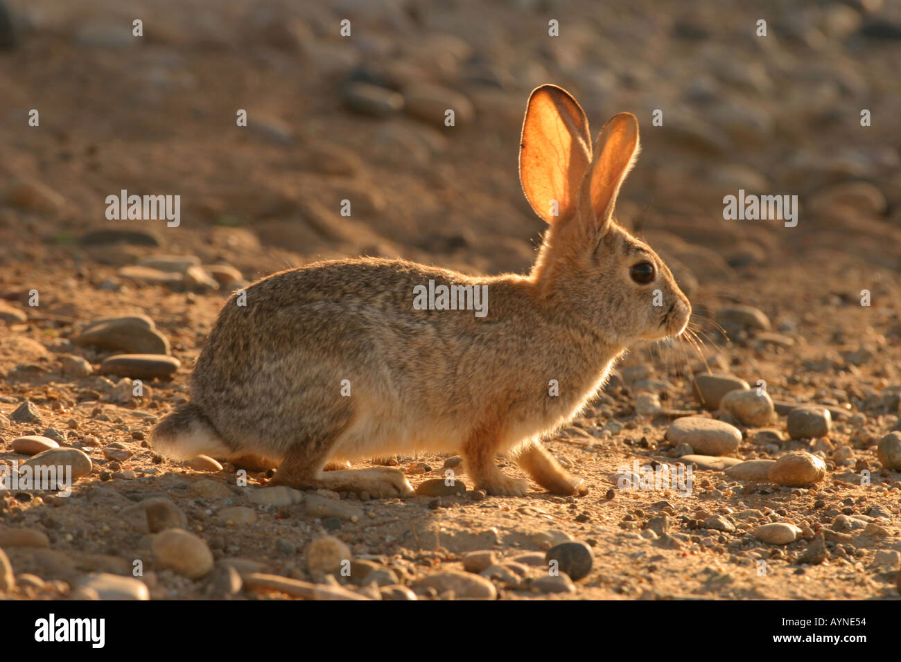Desert cottontail rabbit Stock Photo Alamy