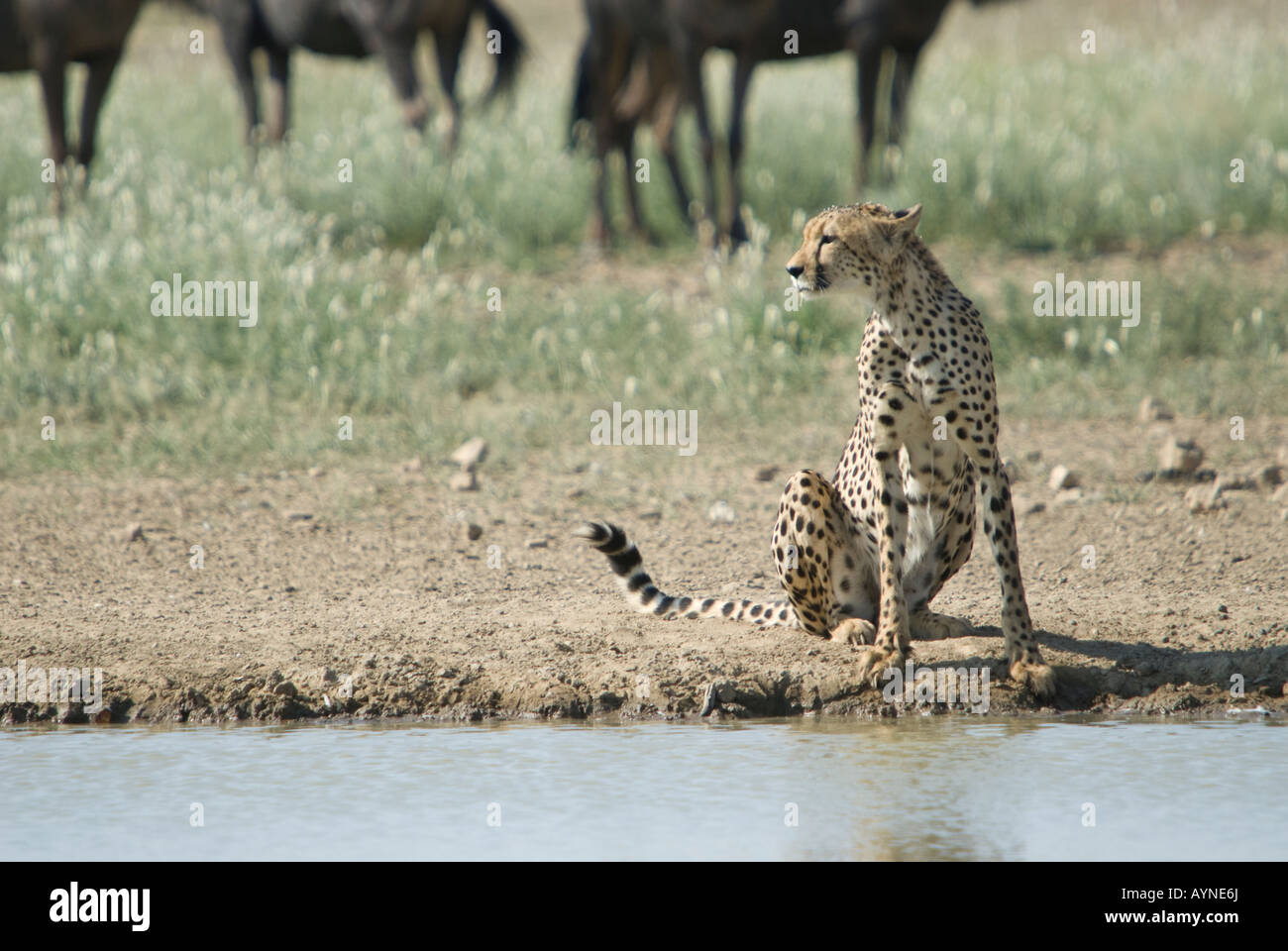 A cheetah sitting next to a waterhole in the Kalahari semi desert with blue wildebeest in the background Stock Photo