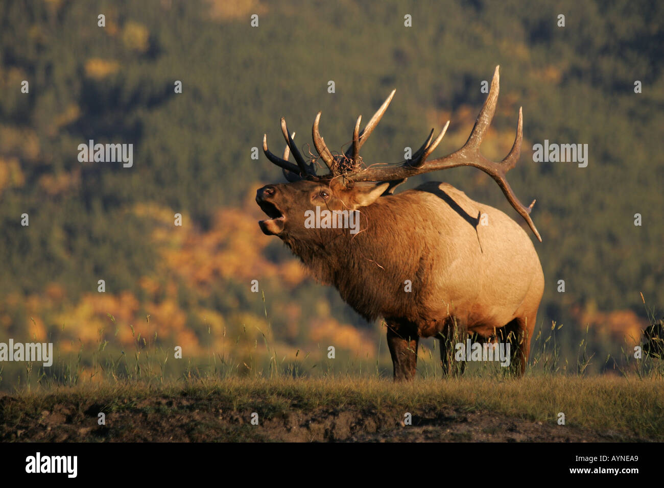 Bull elk bugling during the autumn rut in Alberta Stock Photo