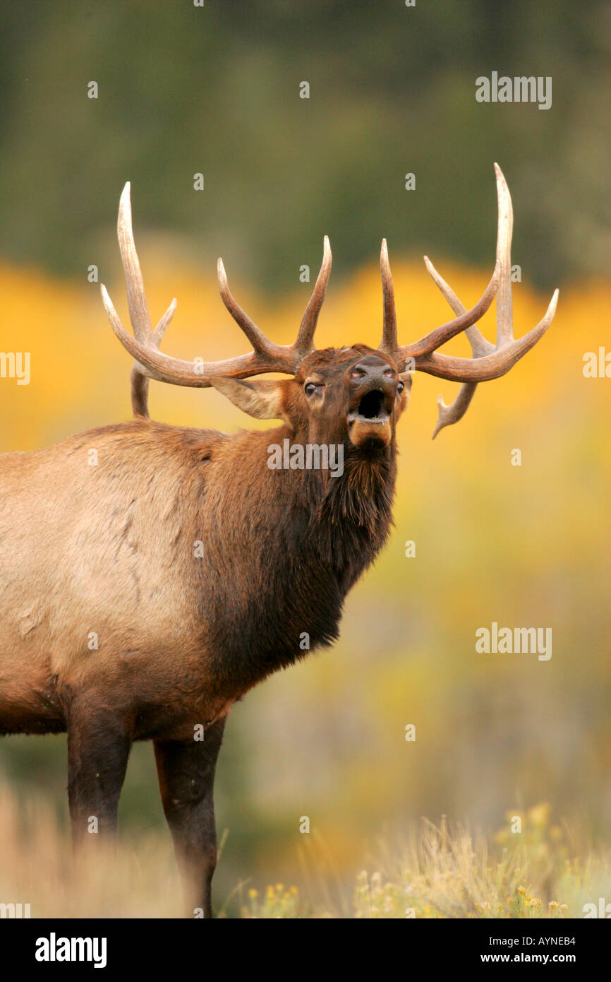 Bull elk bugling during the autumn rut in Wyoming Stock Photo