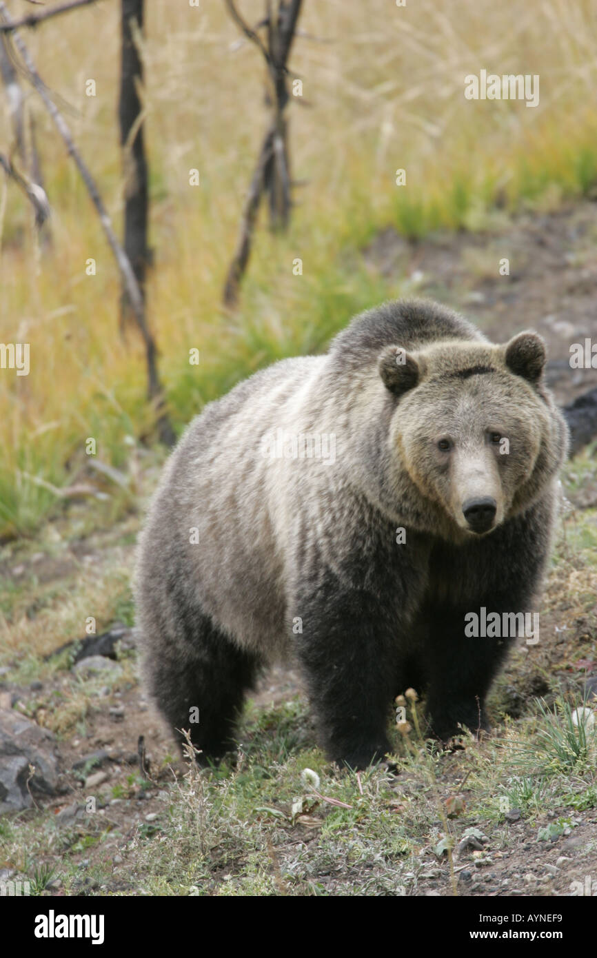 Grizzly bear in Yellowstone National Park Stock Photo - Alamy