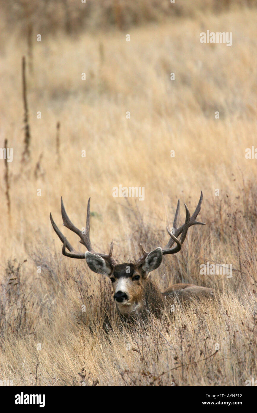 Trophy Mule Deer Buck Stock Photo - Alamy