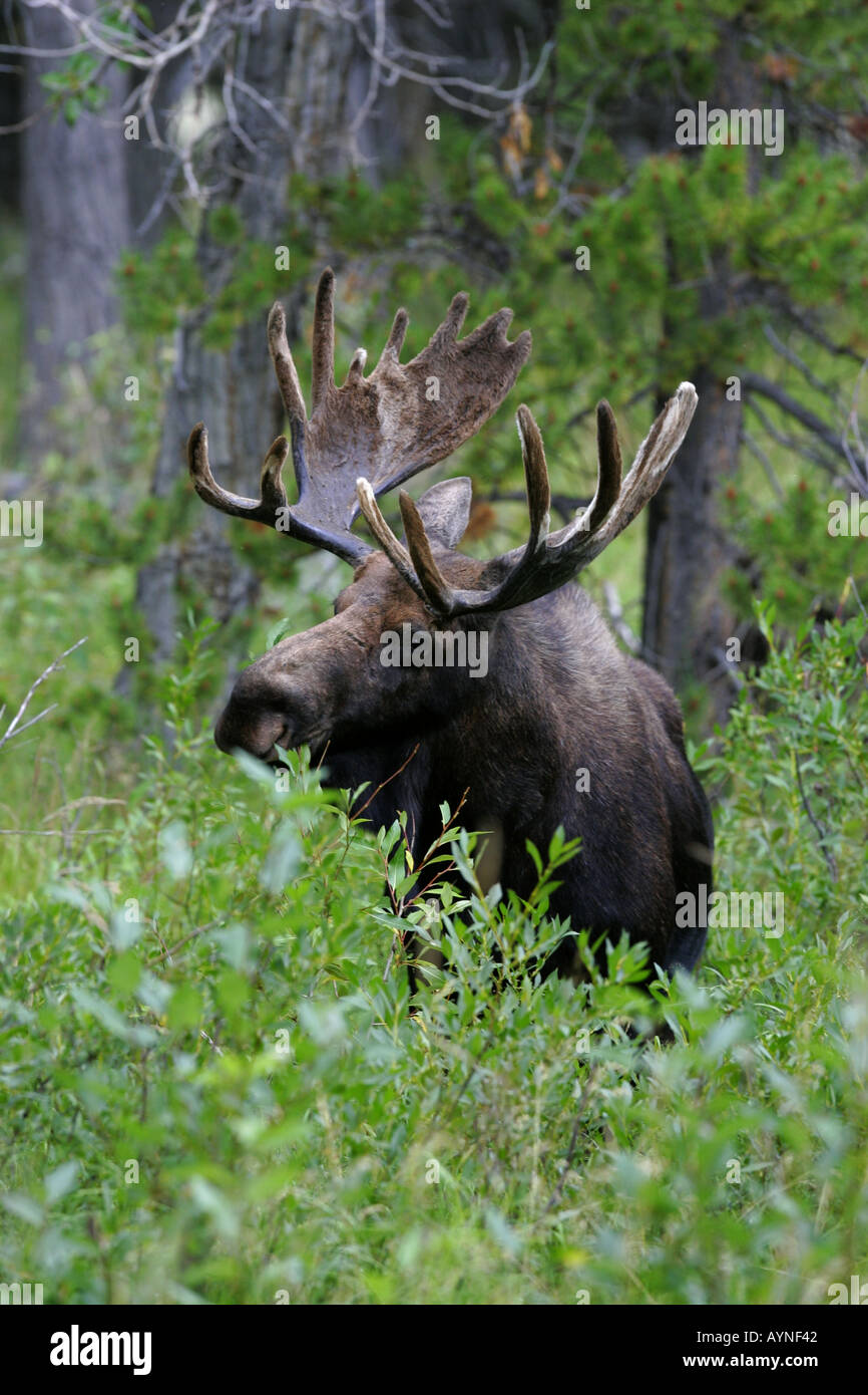 Bull moose in velvet Stock Photo