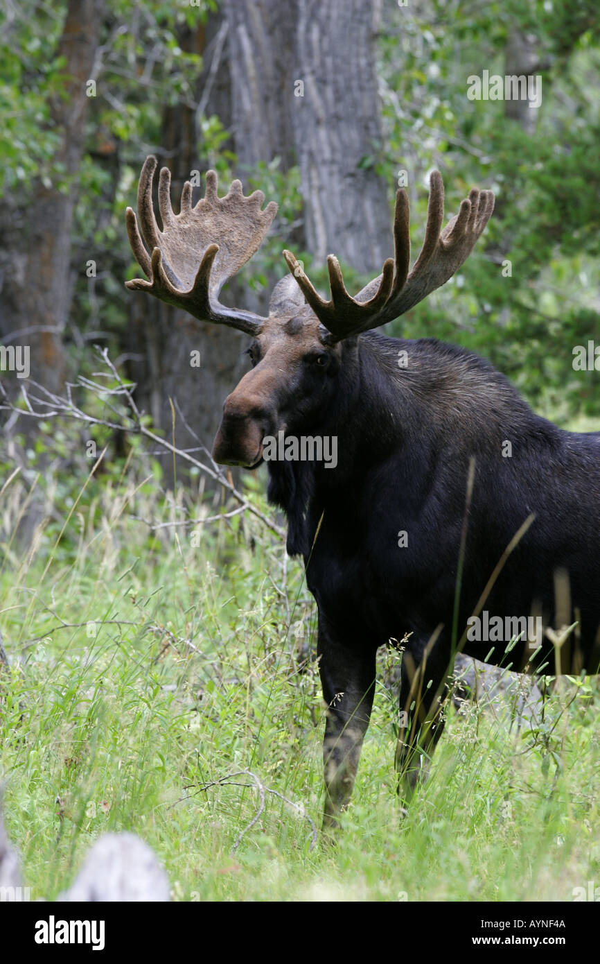 Bull moose in velvet Stock Photo