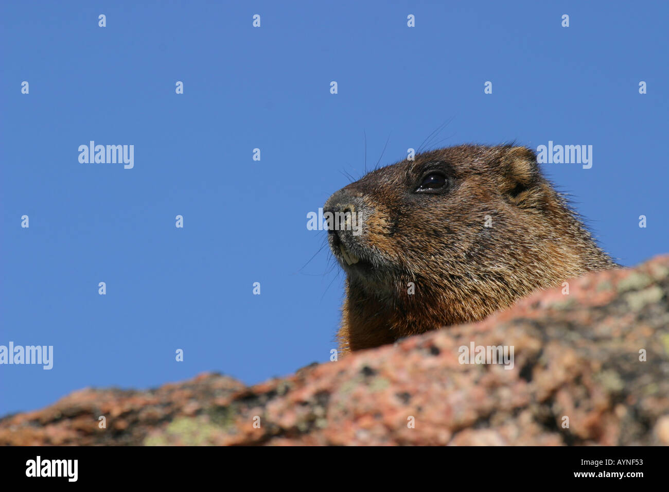 yellow-bellied-marmot-AYNF53.jpg