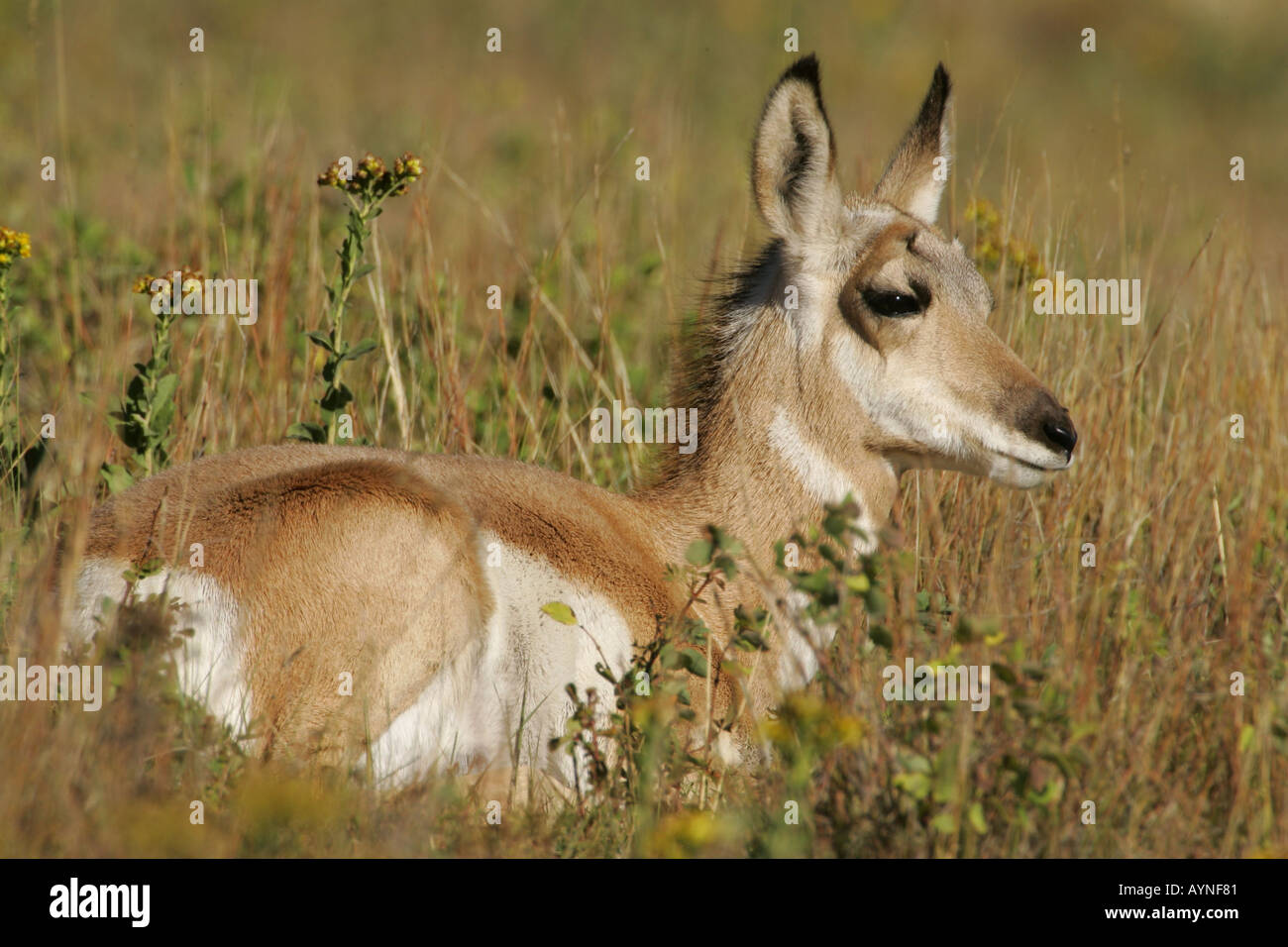Pronghorn antelope baby lying in grass Stock Photo