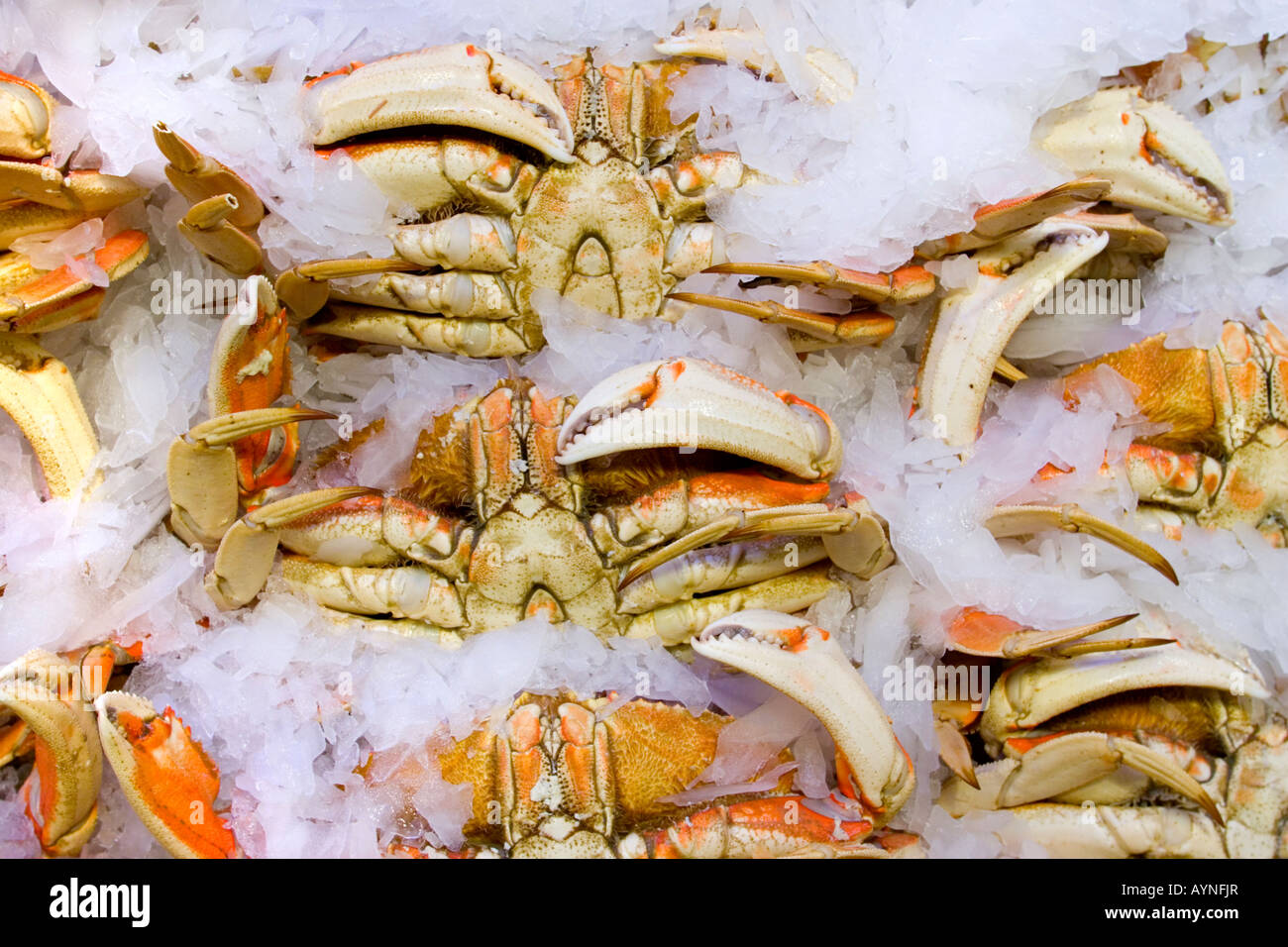 Dungeness crabs for sale in market Stock Photo - Alamy