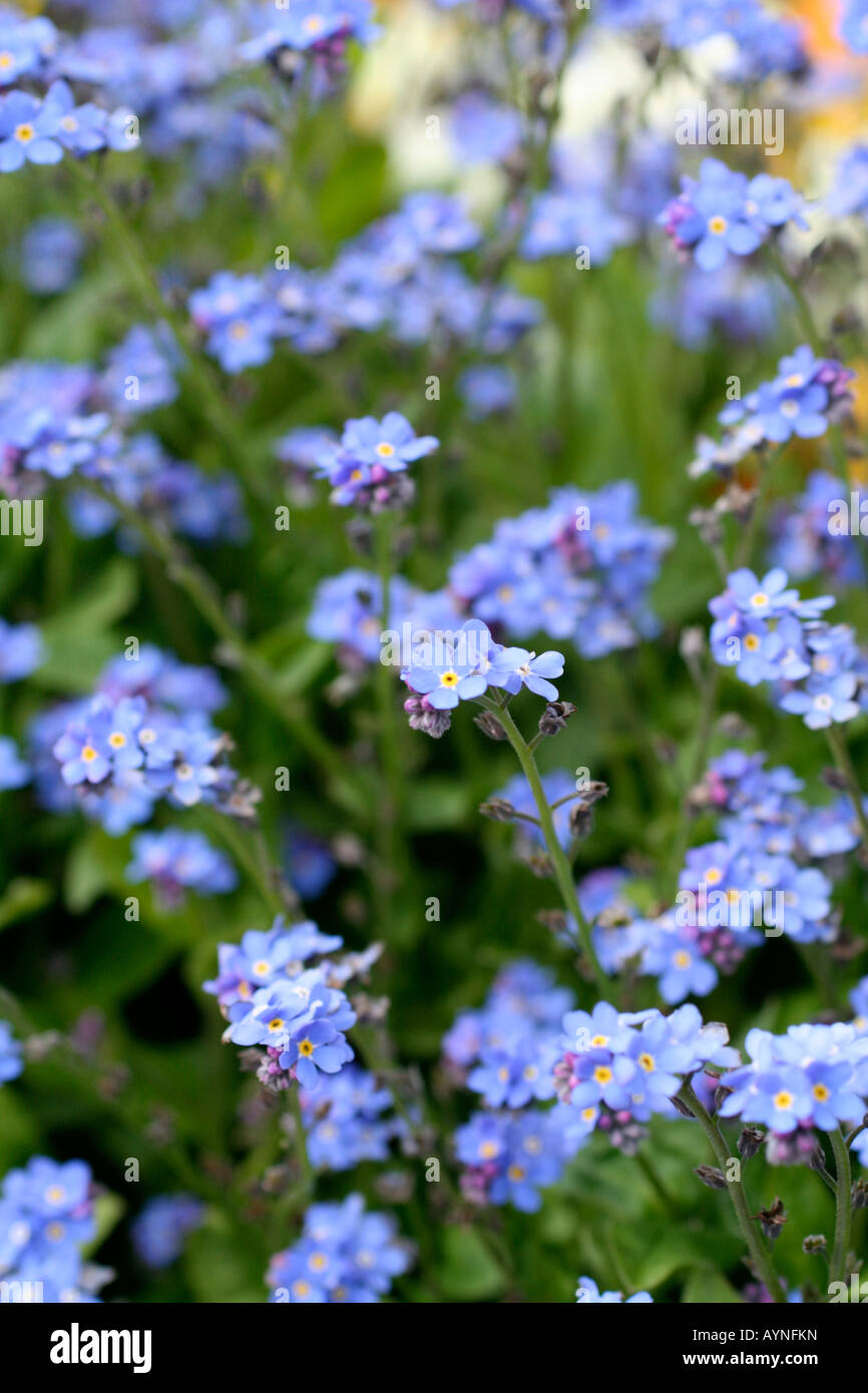 FORGET ME NOT MYOSOTIS SYLVATICA Stock Photo
