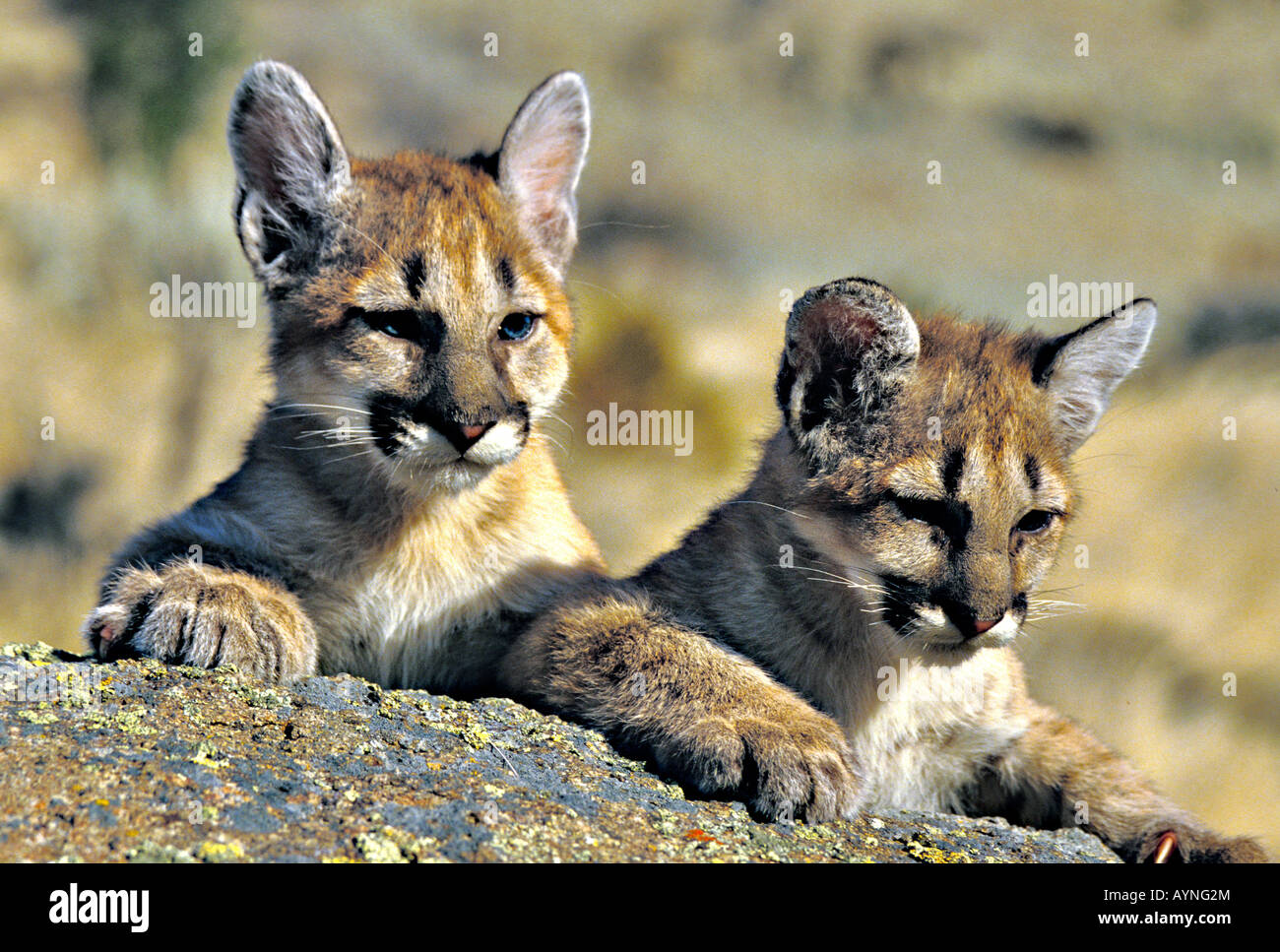 Young cougars Puma concolor western Montana model Stock Photo - Alamy