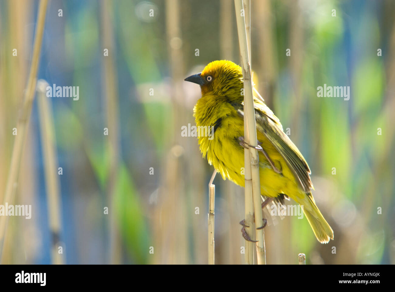 A cape weaver perched on a reed with water in the background Stock Photo