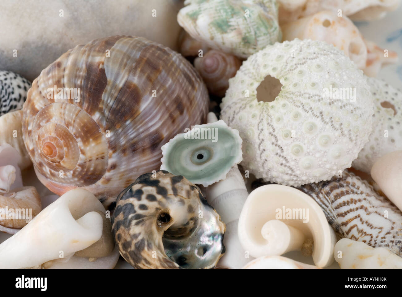 Studio sea shell hi-res stock photography and images - Alamy