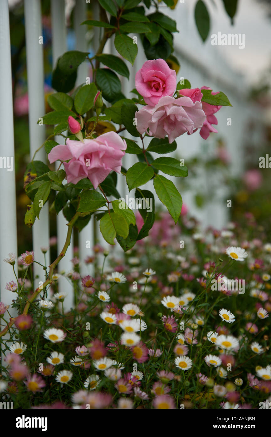Cottage Garden Erigeron and rose 'Pinkie' Stock Photo