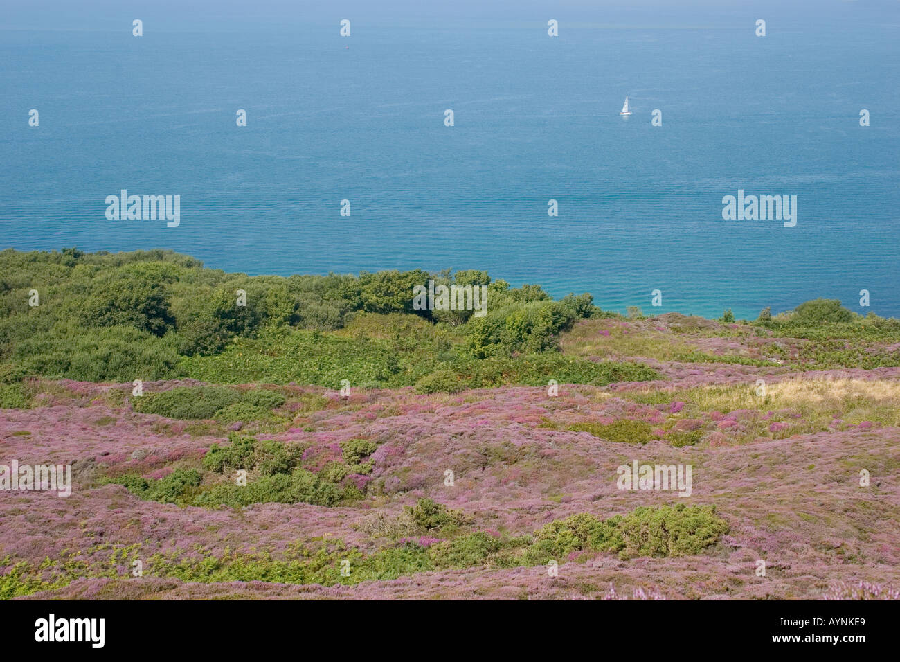 Heather isle of wight hi-res stock photography and images - Alamy