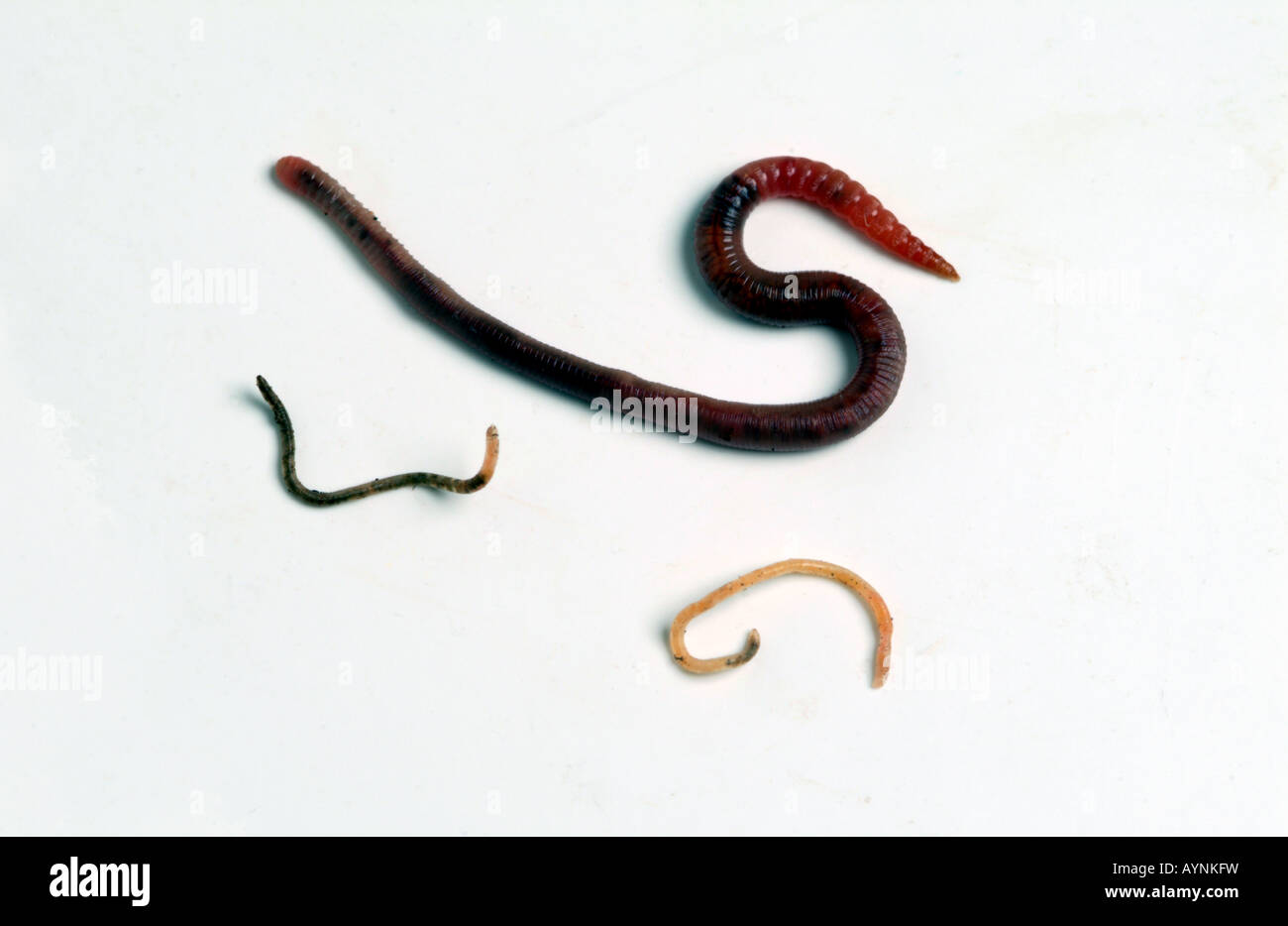 earthworm with two hatchlings lumbricus terrestris Stock Photo Alamy